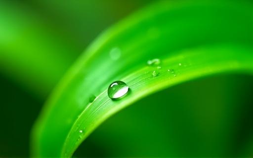 A single green leaf with water droplets.